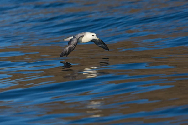 Photo : Fulmar boréal (Fulmarus glacialis) survolant l'Océan Arctique.