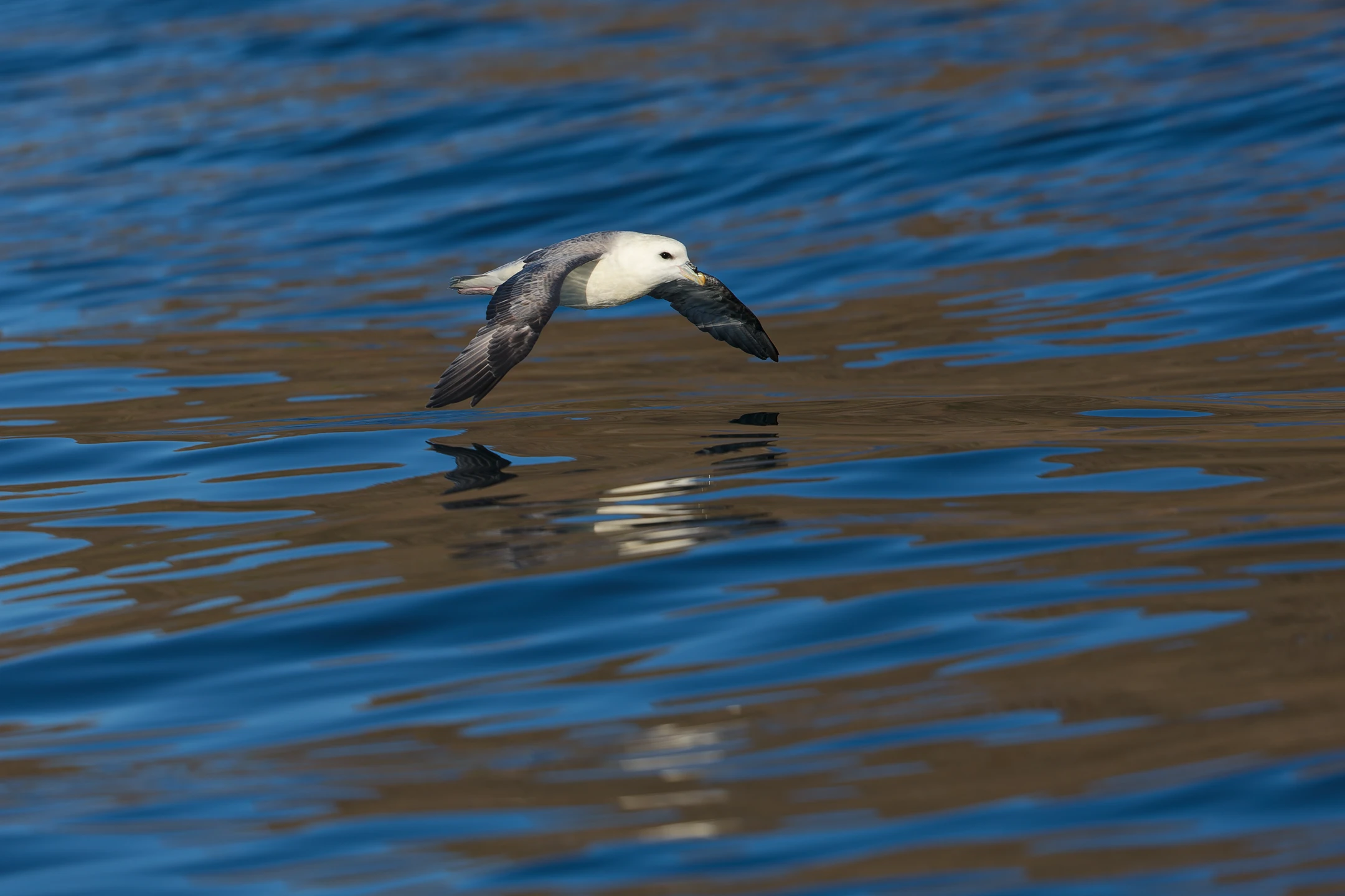 Photo : Fulmar boréal (Fulmarus glacialis) survolant l'Océan Arctique.