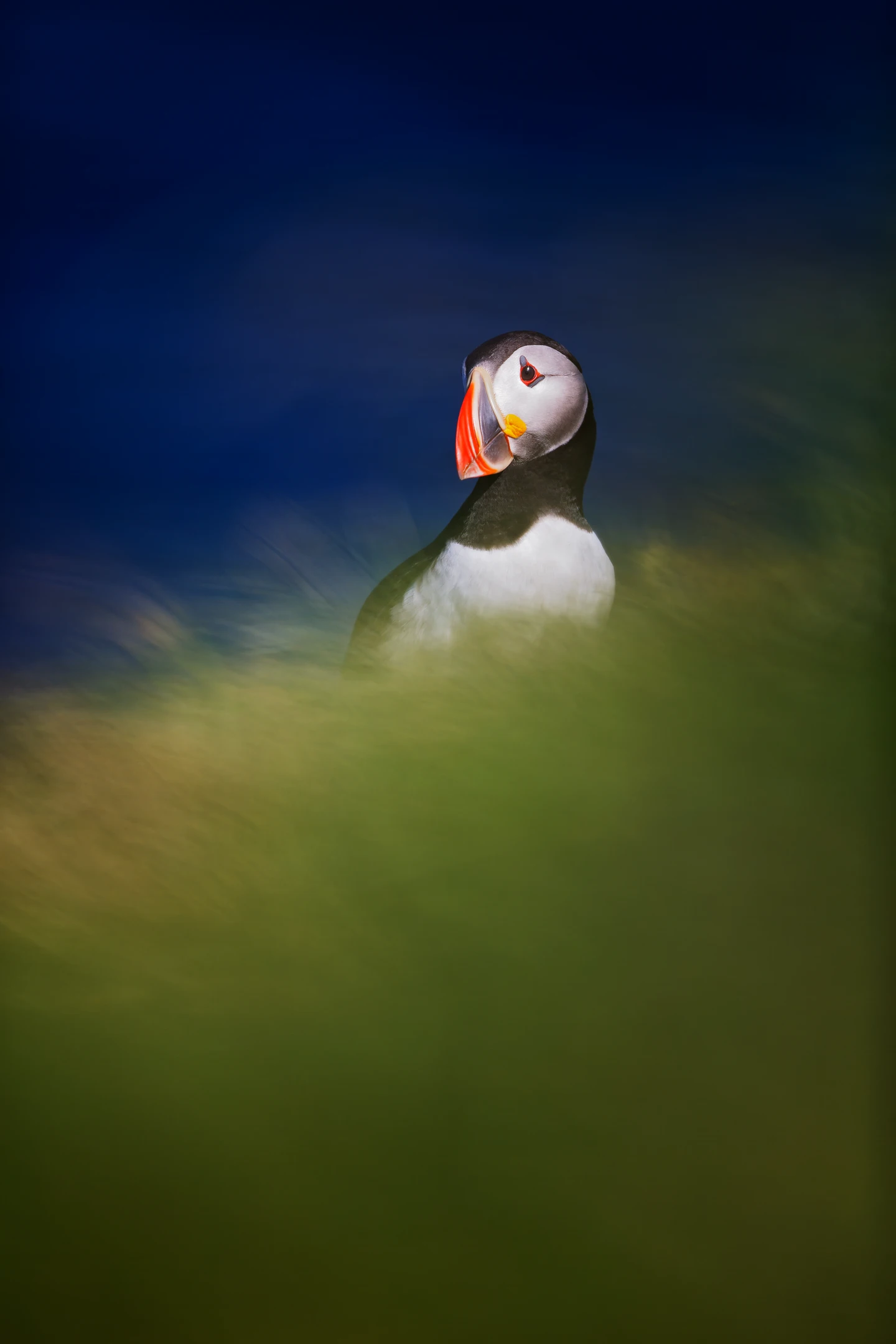 Photo : Portrait de macareux moine (Fratercula arctica).