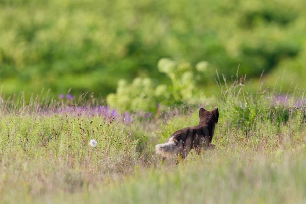 Photo : Renard polaire (Vulpes lagopus) de forme bleue en vadrouille dans les hautes herbes.