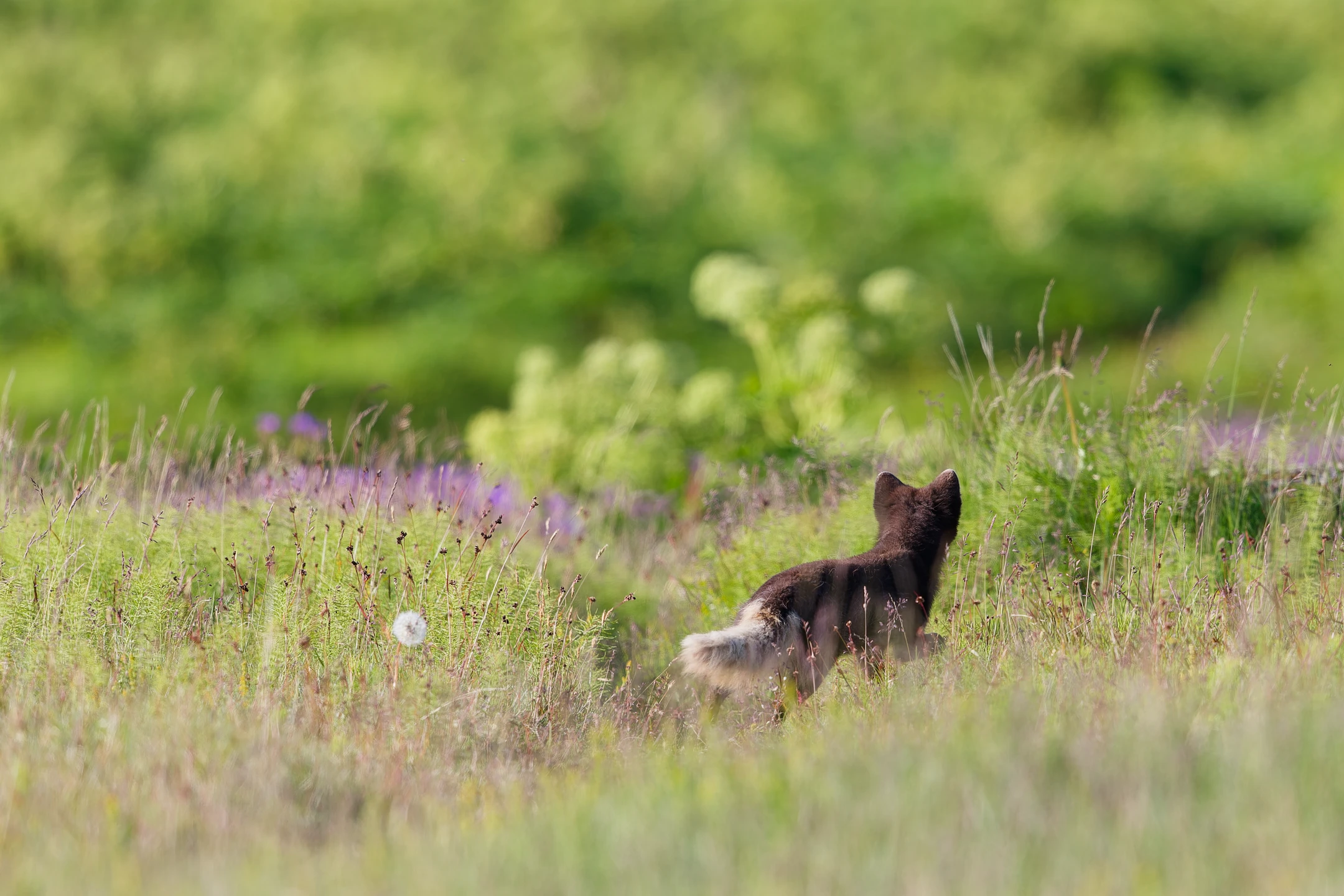 Photo : Renard polaire (Vulpes lagopus) de forme bleue en vadrouille dans les hautes herbes.