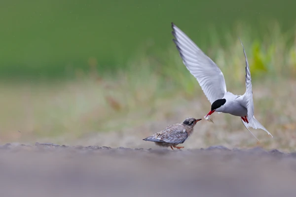 Photo : Sternes arctiques (Sterna paradisaea) au nourrissage sur un chemin.