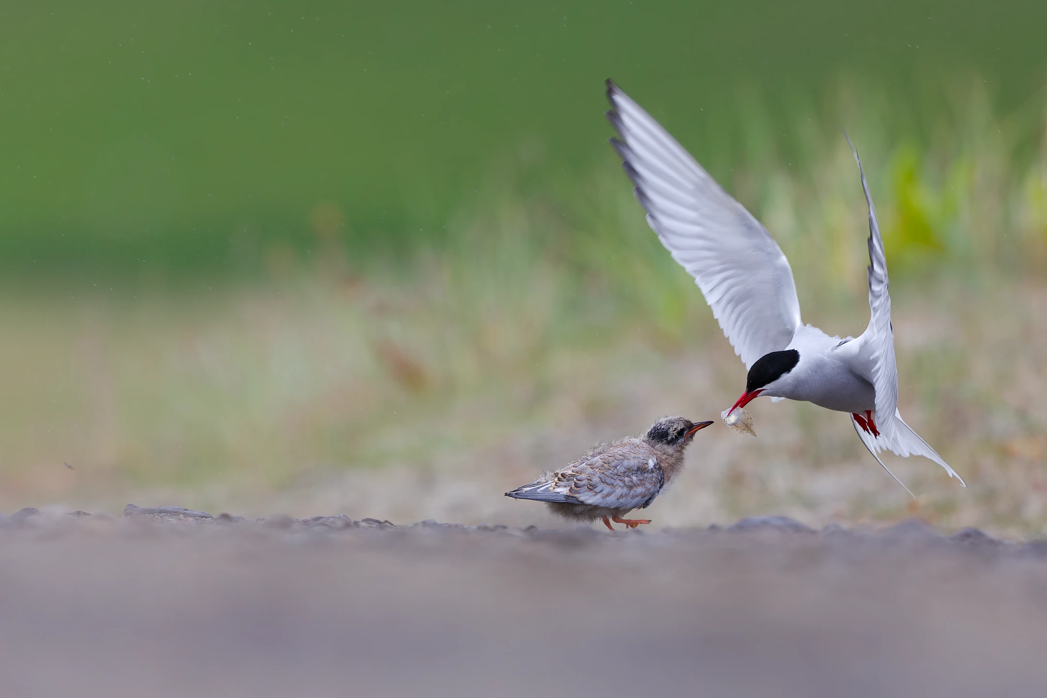 Photo : Sternes arctiques (Sterna paradisaea) au nourrissage sur un chemin.