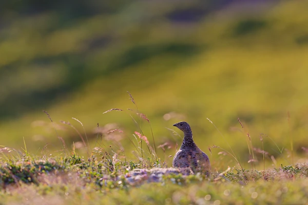 Photo : Lagopède alpin (Lagopus muta) femelle évoluant dans la lande.