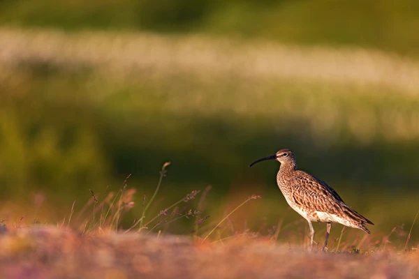 Photo : Courlis corlieu (Numenius phaeopus) dans une chaude lumière du soir.