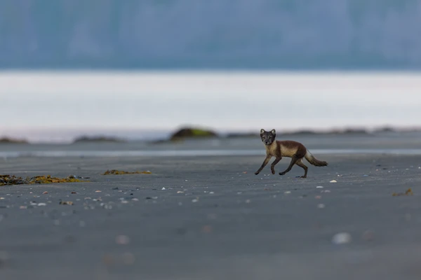 Photo : Renard polaire (Vulpes lagopus) femelle de forme blanche, courant sur une plage volcanique.