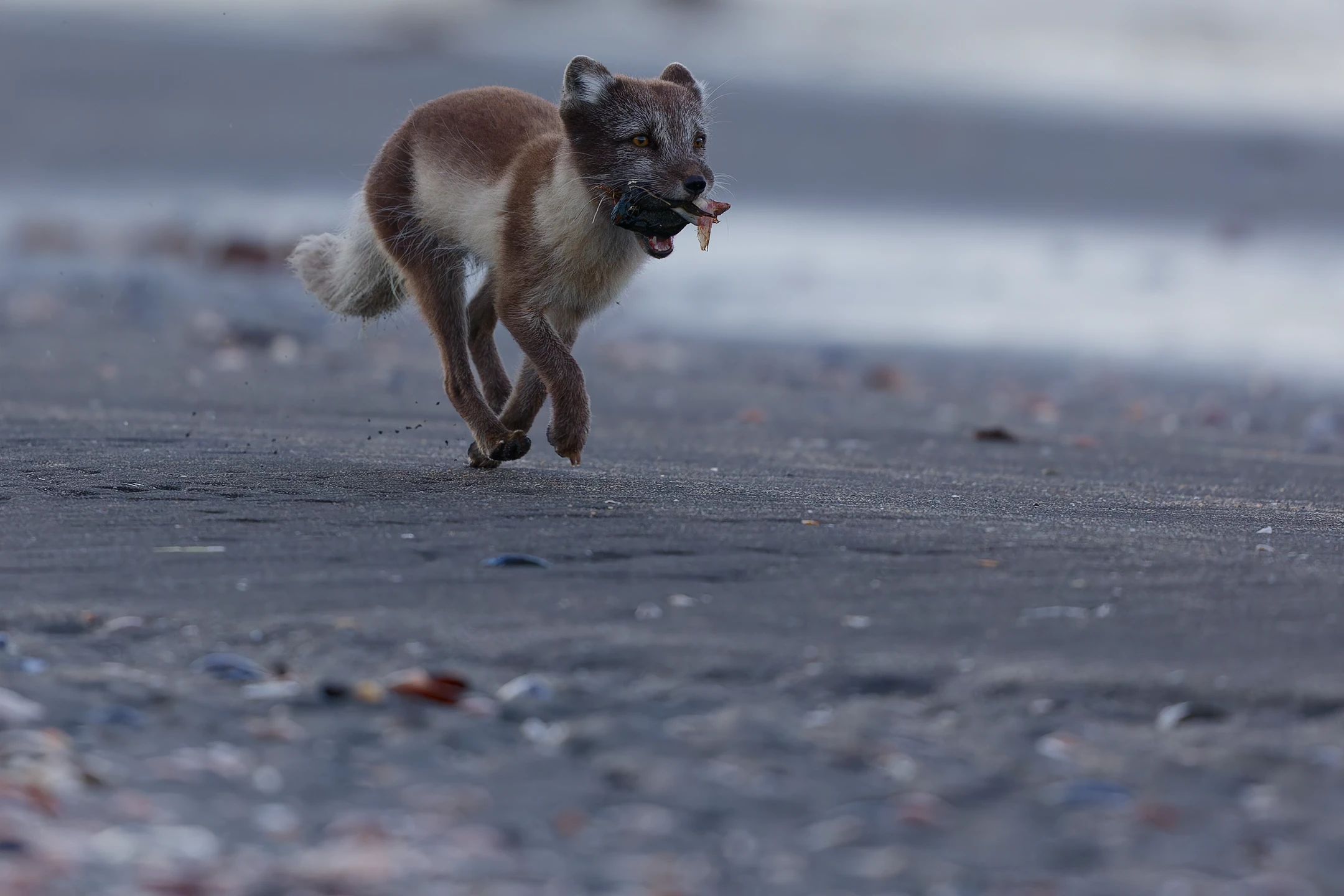 Photo : Renard polaire (Vulpes lagopus) de forme blanche chassant à marée basse.