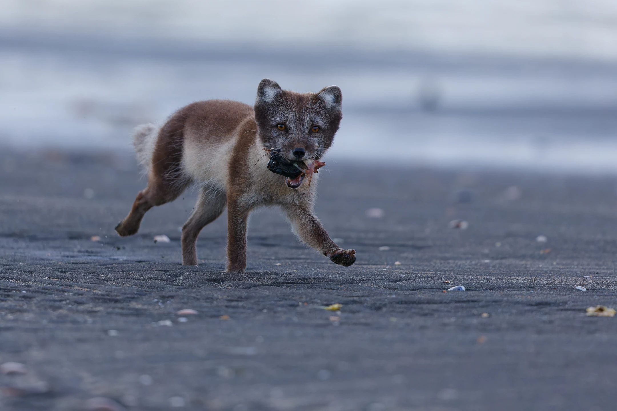 Photo : Femelle renard polaire (Vulpes lagopus) de forme blanche, détenant une morue dans la gueule, courant sur la plage.