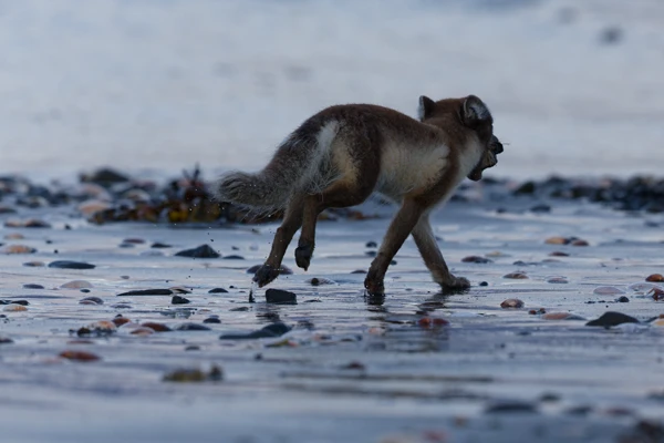 Photo : renard polaire (vulpes lagopus).