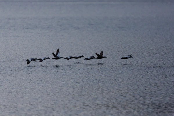 Photo : Escadron d'Eiders à duvet (Somateria mollissima) en vol.