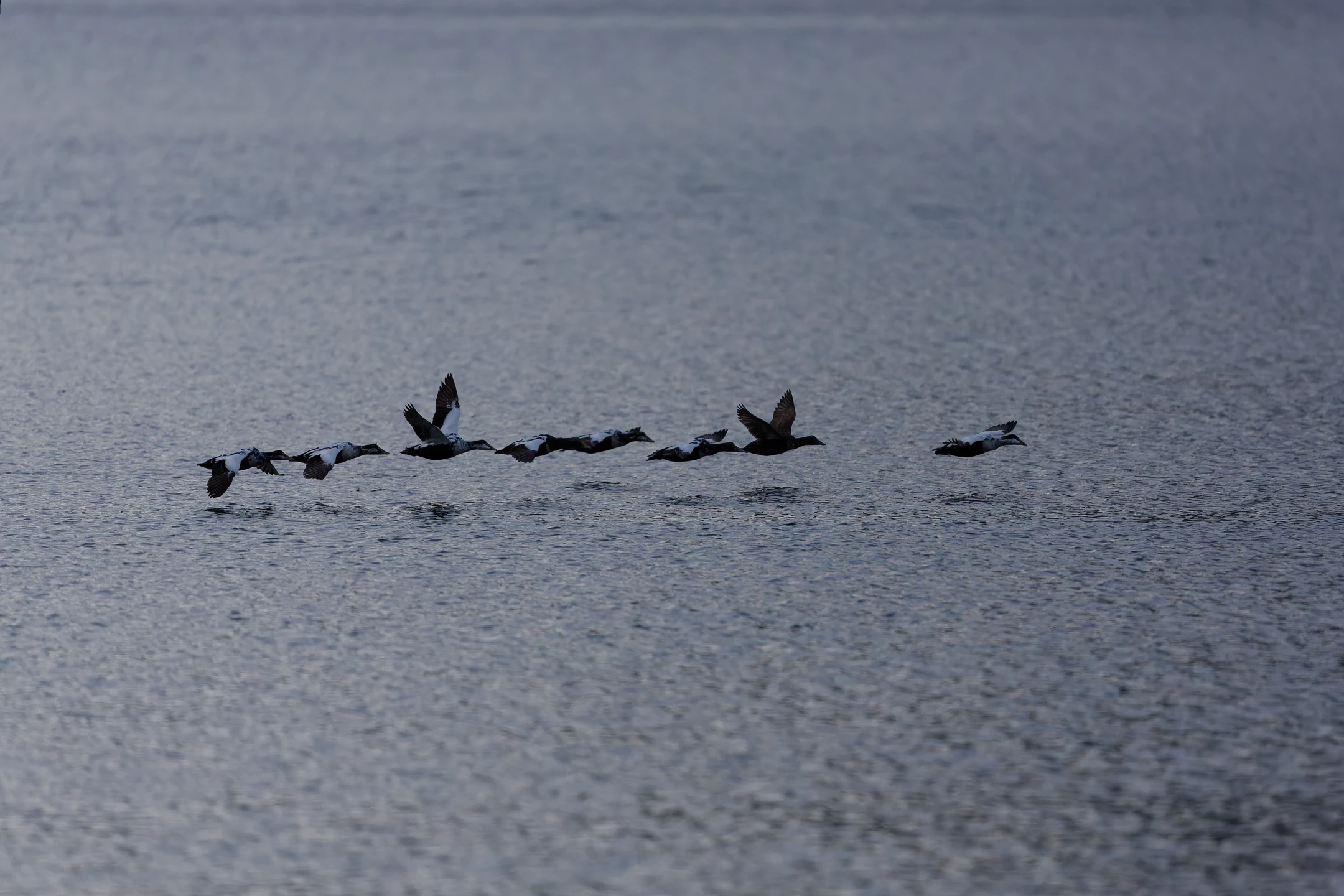 Photo : Escadron d'Eiders à duvet (Somateria mollissima) en vol.