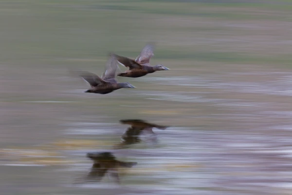 Photo : Filé d'eiders à duvet (Somateria mollissima) en vol.