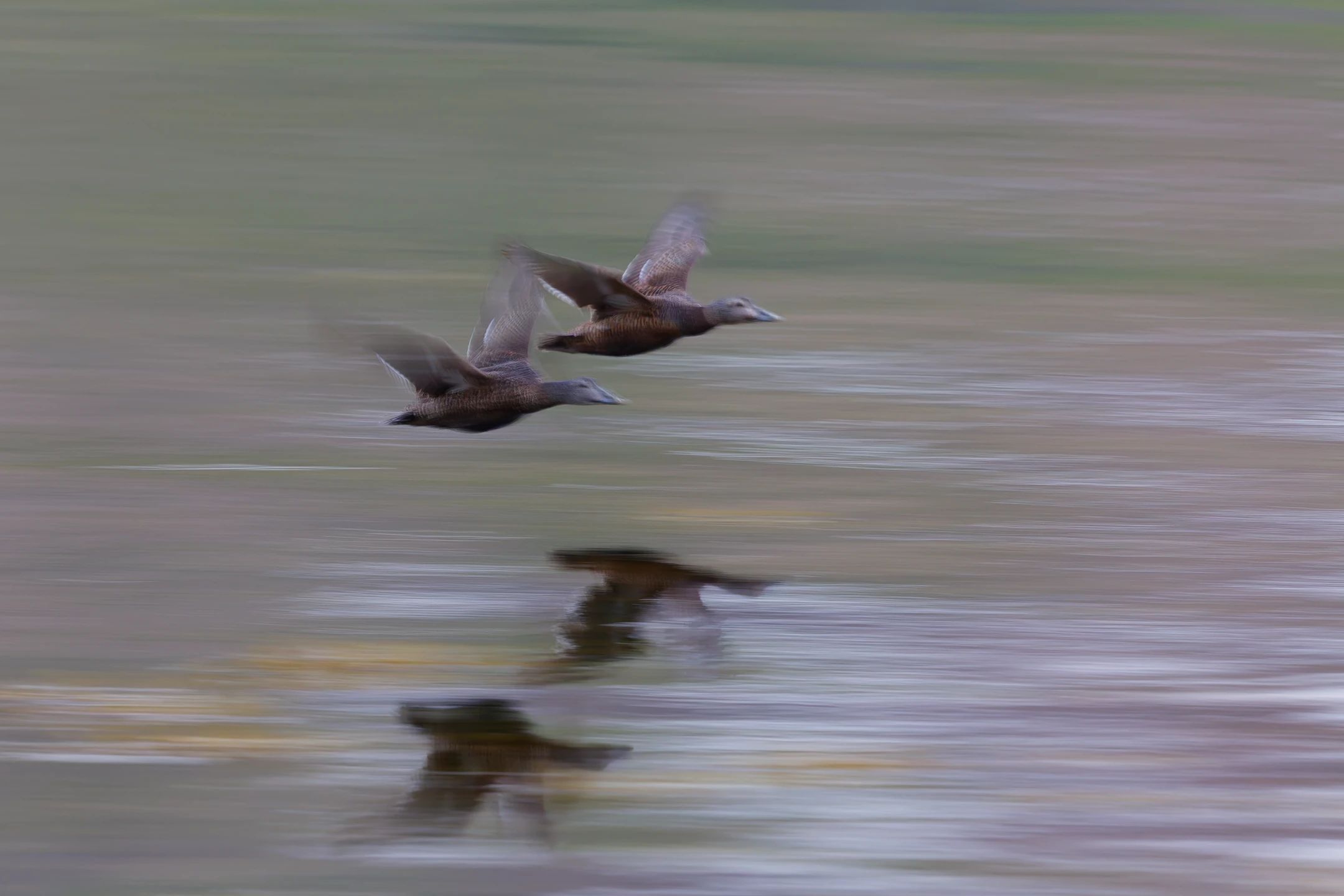 Photo : Filé d'eiders à duvet (Somateria mollissima) en vol.