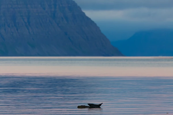 Photo : Phoque veau-marin (Phoca vitulina) faisant la chandelle sur son rocher.