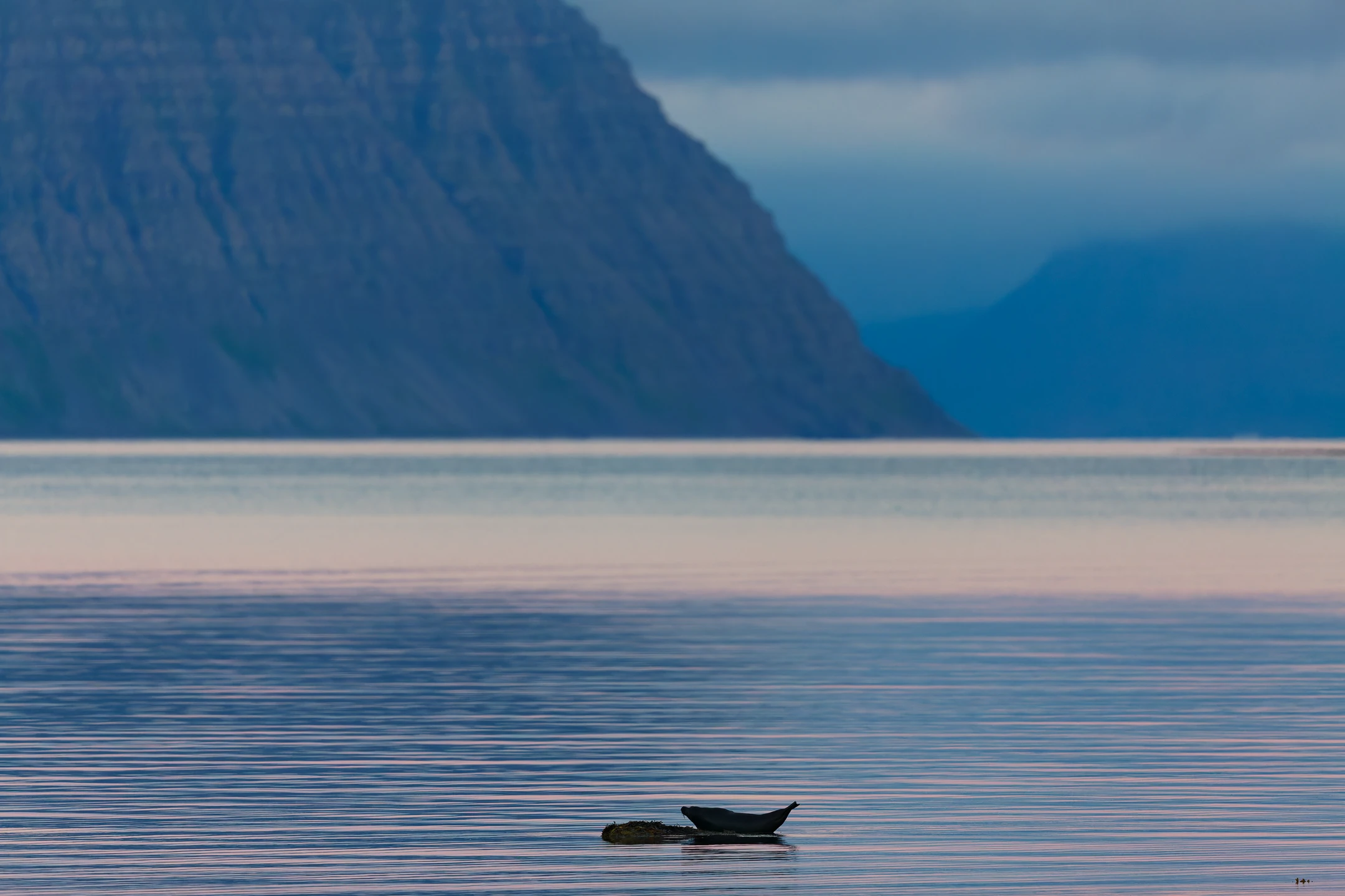 Photo : Phoque veau-marin (Phoca vitulina) faisant la chandelle sur son rocher.