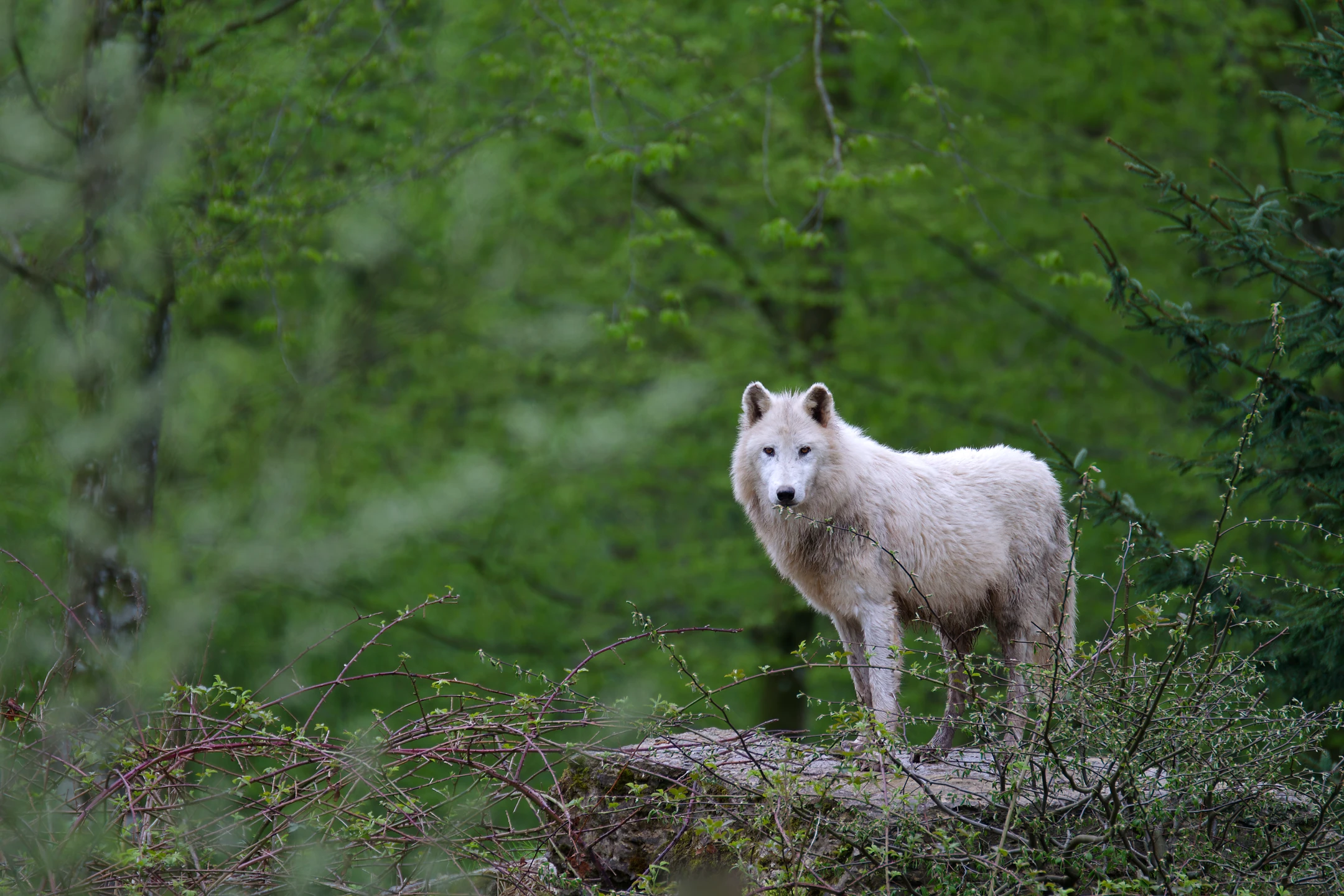 Photo : Loup arctique (Canis lupus arctos).