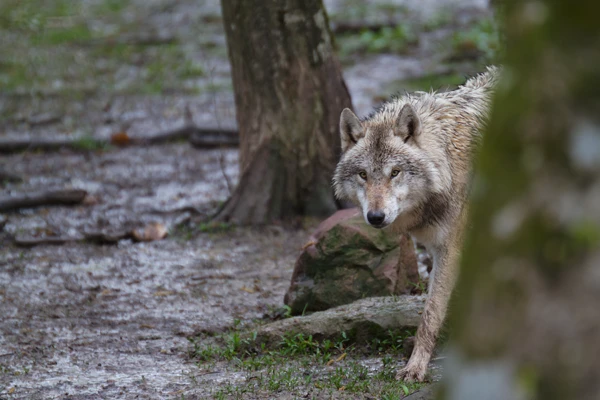 Photo : Loup gris (Canis lupus lupus).
