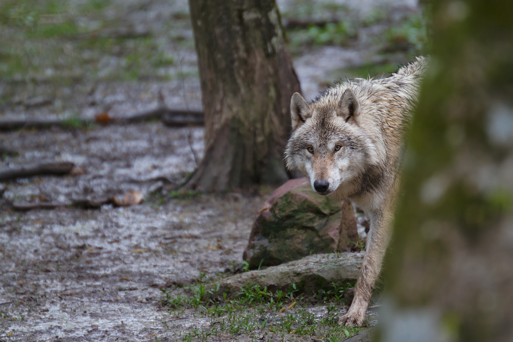 Photo : Loup gris commun (Canis lupus lupus).