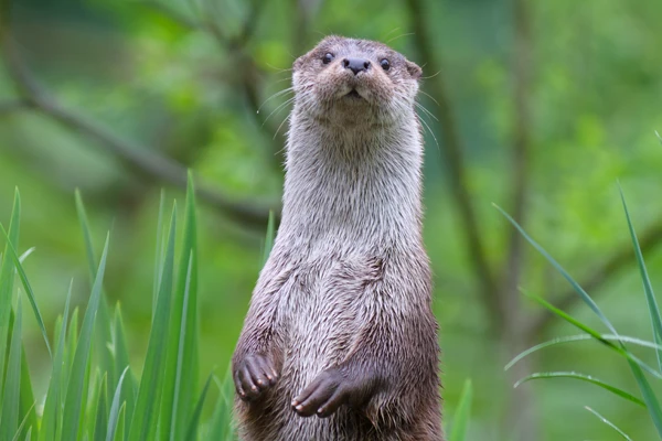Photo : Loutre d'Europe (Lutra lutra).