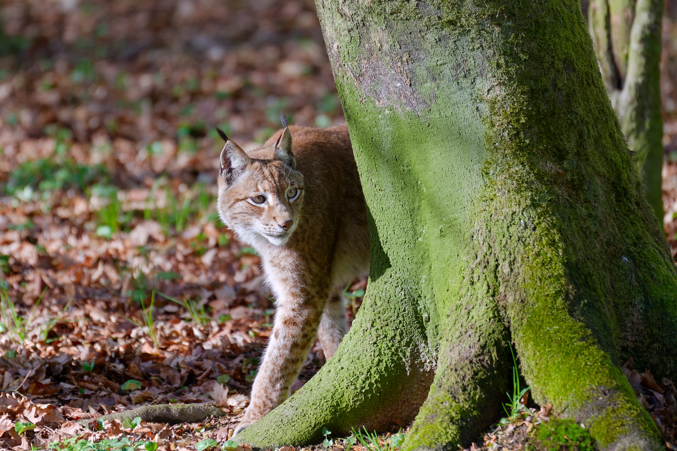 Photo : Lynx boréal (Lynx lynx).