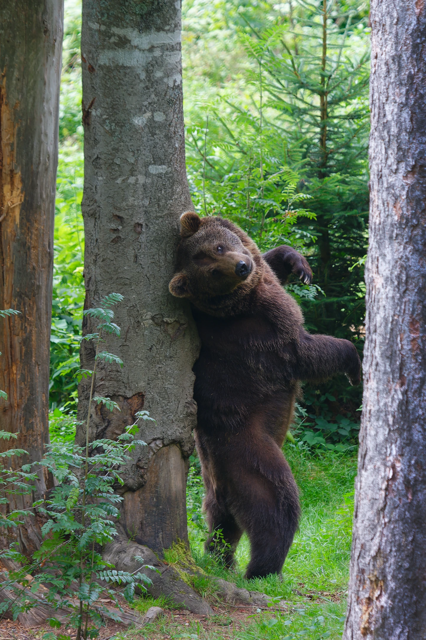 Photo : Ours brun (Ursus arctos).