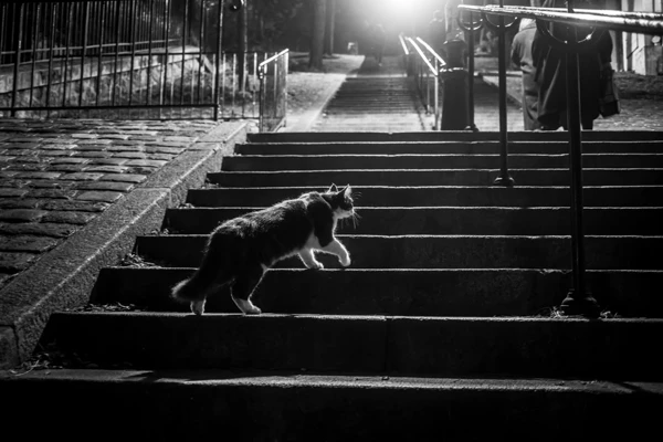 Street photo Paris : Montmartre, Rue Chappe.