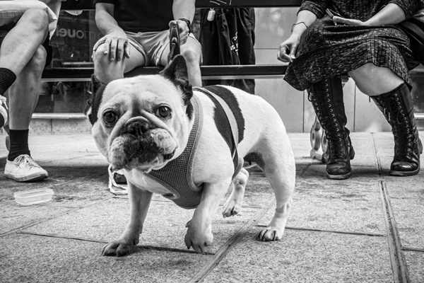 Street photo Paris : Bouledogue – Marais, Rue Malher.