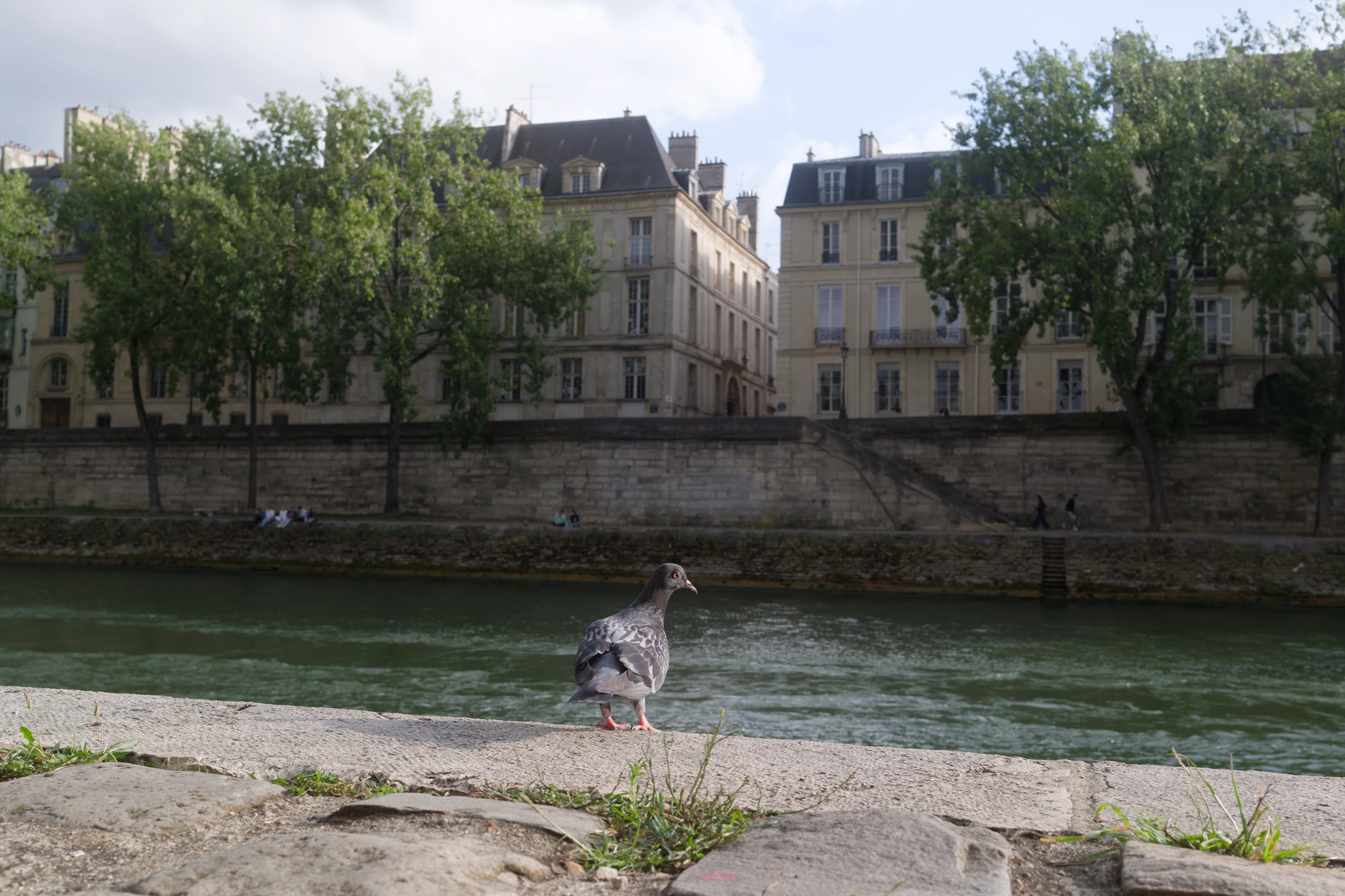 Street photo Paris : Pigeon – Voie Georges Pompidou.