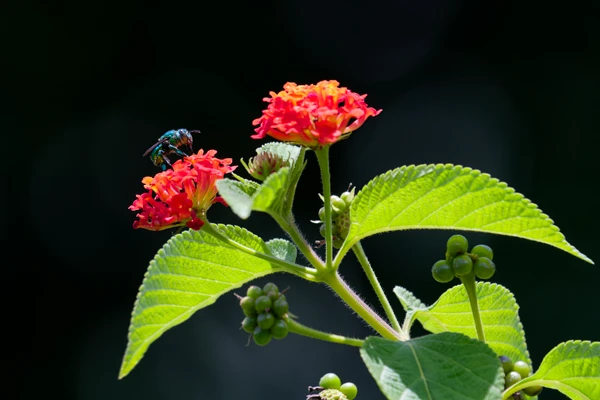 Photo : Photo : Abeille butinant un lantana.