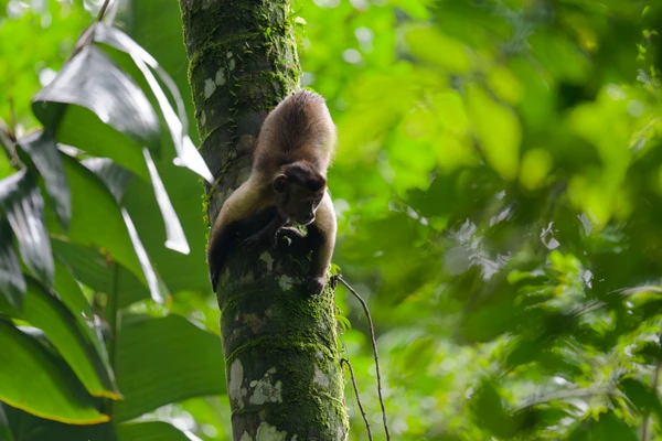 Photo : Capucin brun (Sapajus apella) descendant d'un arbre de la forêt tropicale.