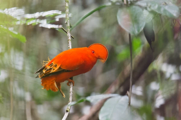 Photo : Coq-de-roche orange (Rupicola rupicola) à la montagne de Kaw.