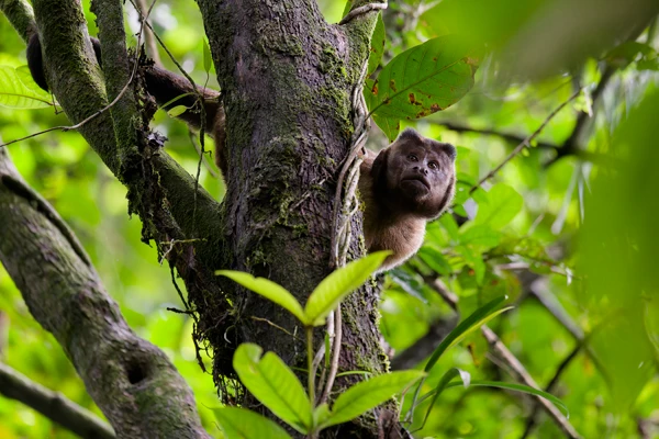 Photo : Capucin brun (Sapajus apella) intrigué en forêt tropicale.
