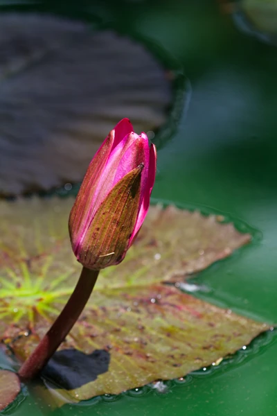 Photo : Nénuphar.