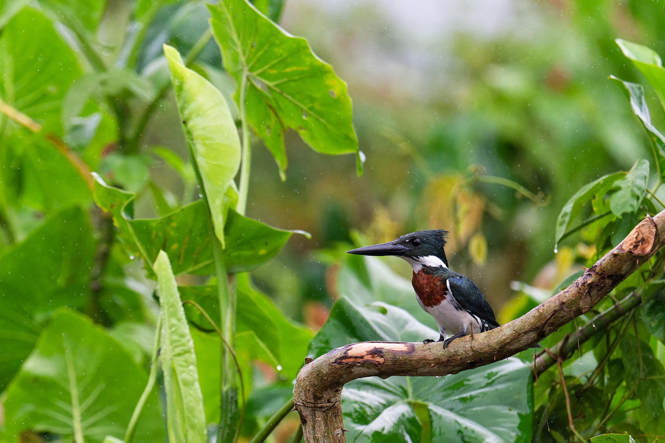 Photo : Martin-pêcheur vert (Chloroceryle americana) perché sur une branche au Marais de Kaw, Guyane.
