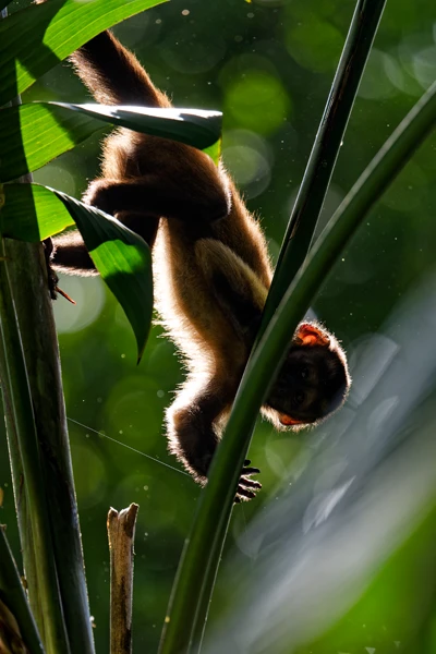 Photo : Capucin brun (Sapajus apella) juvénile en forêt tropicale.