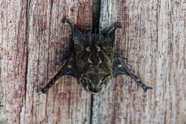 Photo : Nasin des rivières (Rhynchonycteris naso) au dortoir sous un carbet, au Marais des Salines.