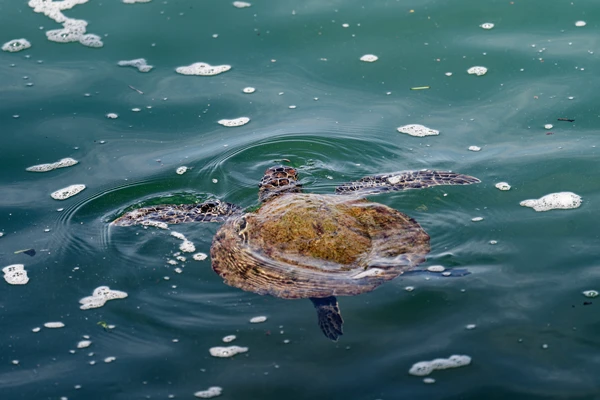 Photo : Tortue verte (Chelonia mydas) nageant à la surface de l'Océan Atlantique.