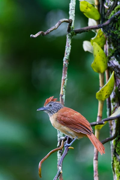 Photo : Batara rayé (Thamnophilus doliatus) femelle.
