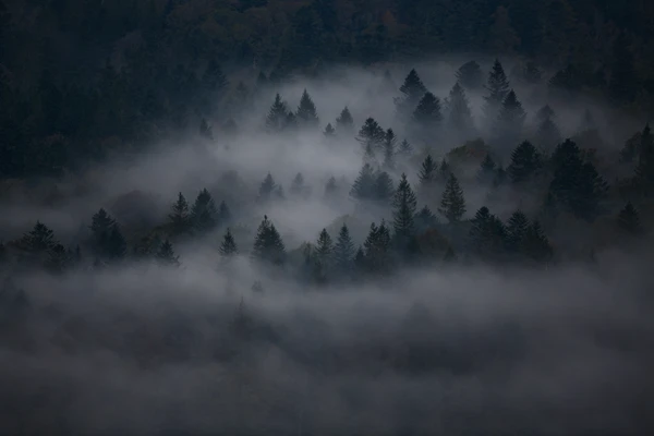 Photo : Forêt-Noire mystérieuse sous une brume automnale, Vosges.