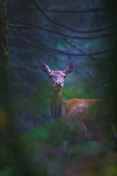 Photo : Biche de cerf élaphe (Cervus elaphus) en forêt humide sous la pluie, Vosges.