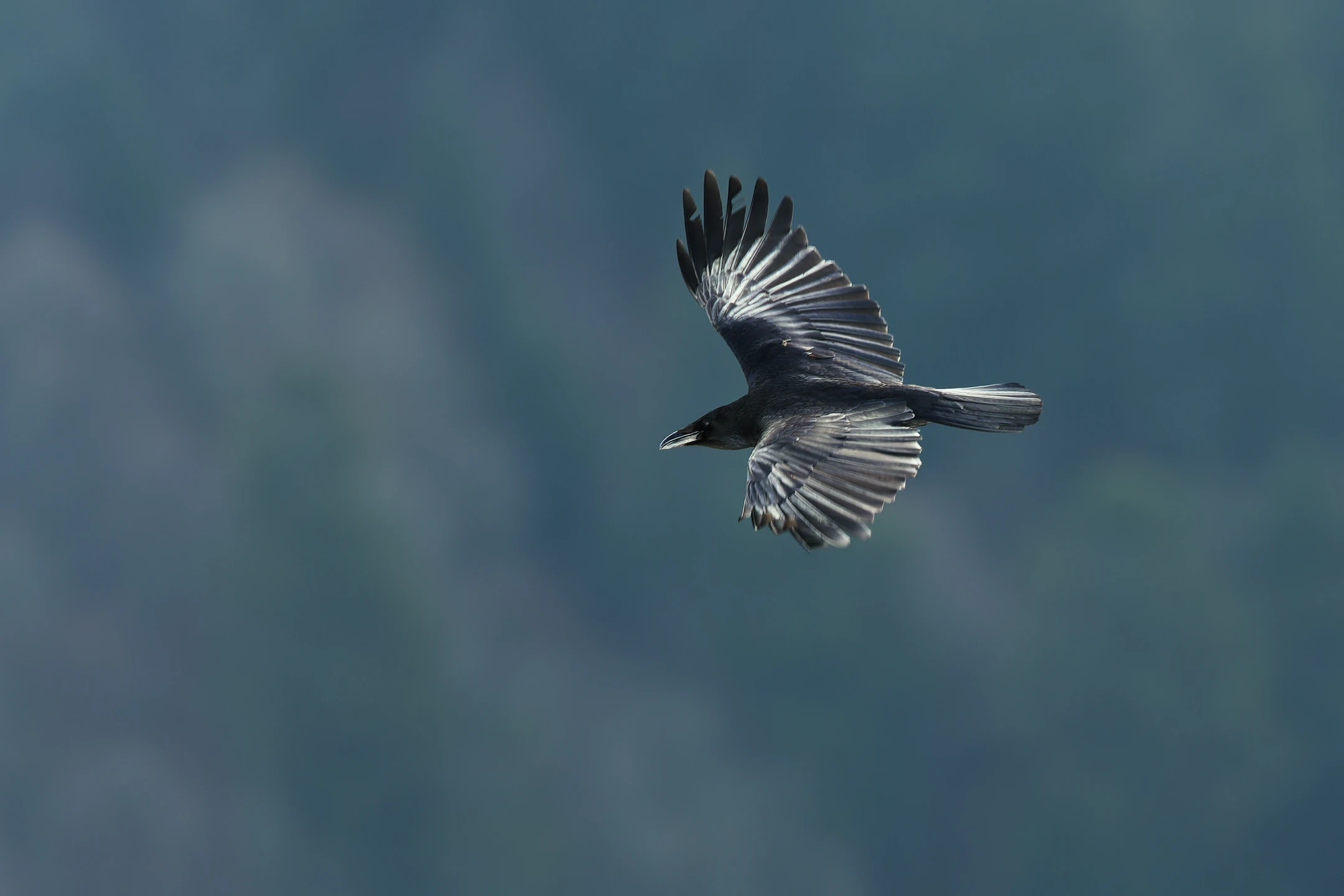 Photo : Grand Corbeau (Corvus corax), Vosges.
