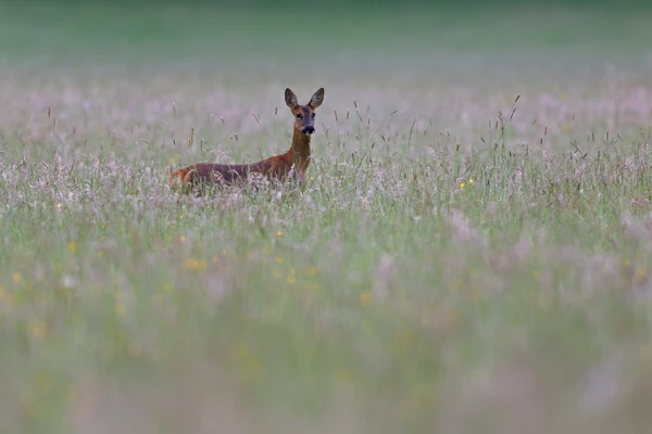 Photo : Chevrette de chevreuil (Capreolus capreolus) dans les graminées à l'aube, Vosges.
