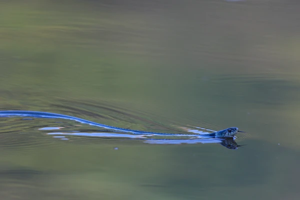 Photo : Couleuvre à collier (Natrix natrix) à Blanchemer, Vosges.