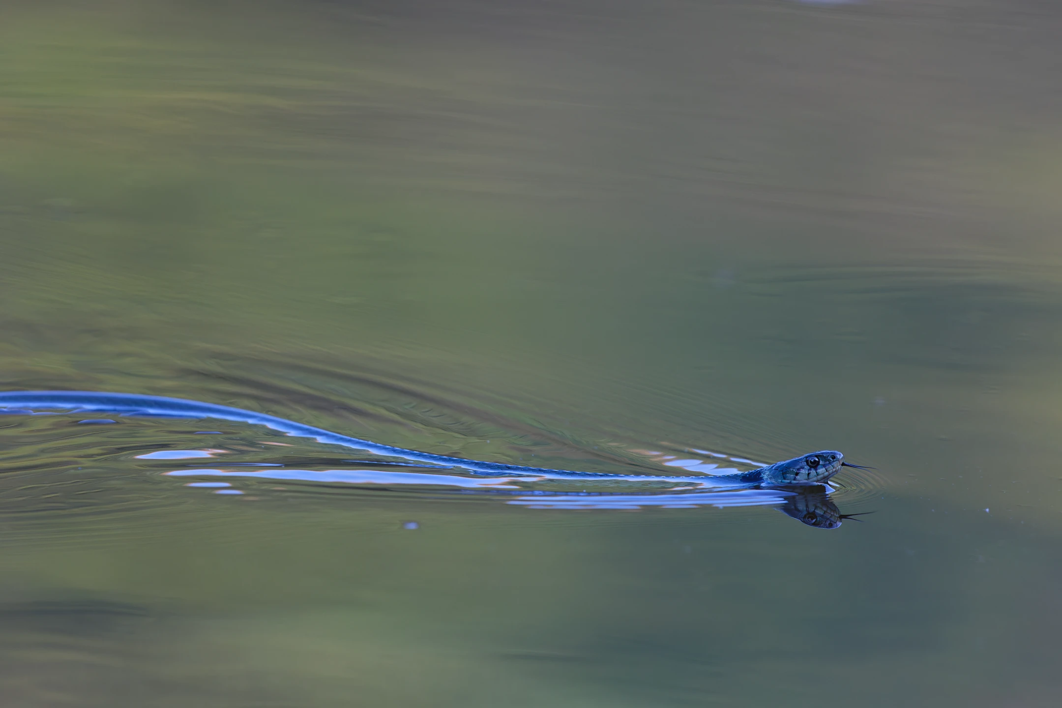 Photo : Couleuvre à collier (Natrix natrix) à Blanchemer, Vosges.