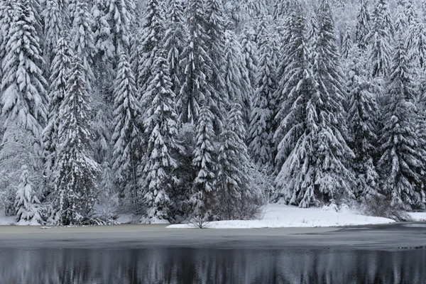Photo : Lac de la Ténine et ses grands sapins blancs en hiver, Vosges.