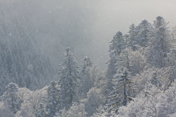 Photo : Neige cendrée sur les Hautes Vosges, Vosges.