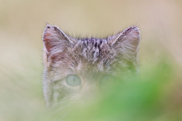 Photo : Chat forestier (Felis silvestris silvestris) juvénile au printemps, Vosges.
