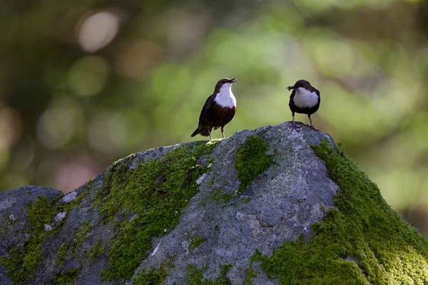 Photo : Couple de Cincles plongeurs (Cinclus cinclus) au printemps, Vosges.