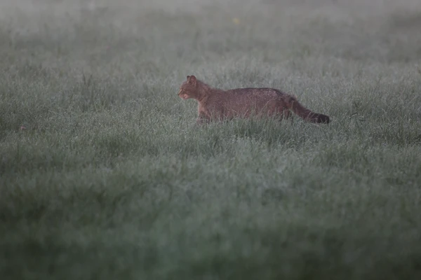 Photo : Chat forestier (Felis silvestris silvestris) chassant à l'aube dans une prairie brumeuse, Vosges.