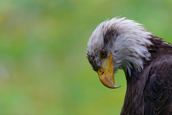 Photo : Pygargue à tête blanche (Hallaeetus leucocephalus).